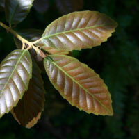 Notholithocarpus densiflorus var. densiflorus - tanoak