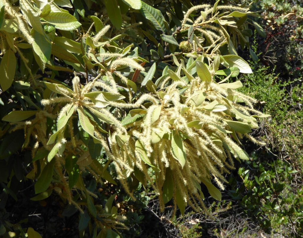 Notholithocarpus densiflorus var. densiflorus - tanoak