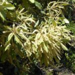 Notholithocarpus densiflorus var. densiflorus - tanoak