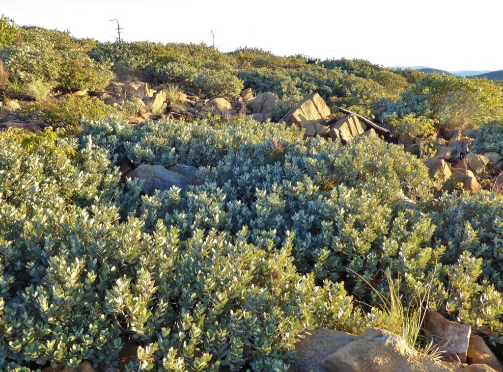 Notholithocarpus densiflorus var. echinoides - dwarf tanoak