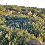 Notholithocarpus densiflorus var. echinoides - dwarf tanoak