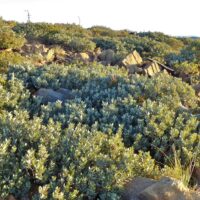 Notholithocarpus densiflorus var. echinoides - dwarf tanoak