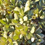 Notholithocarpus densiflorus var. echinoides - dwarf tanoak