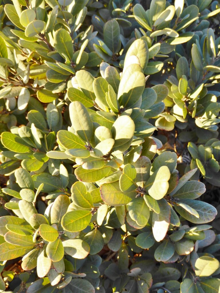 Notholithocarpus densiflorus var. echinoides - dwarf tanoak