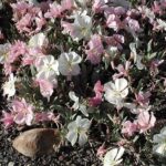 Oenothera californica - California primrose