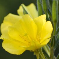 Oenothera elata ssp hookeri