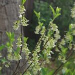 Oemleria cerasiformis - oso berry