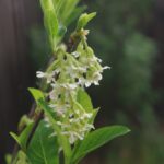 Oemleria cerasiformis - oso berry
