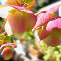 Origanum ‘Kent Beauty’