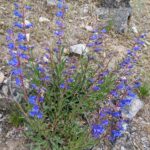 Penstemon speciosus - royal penstemon