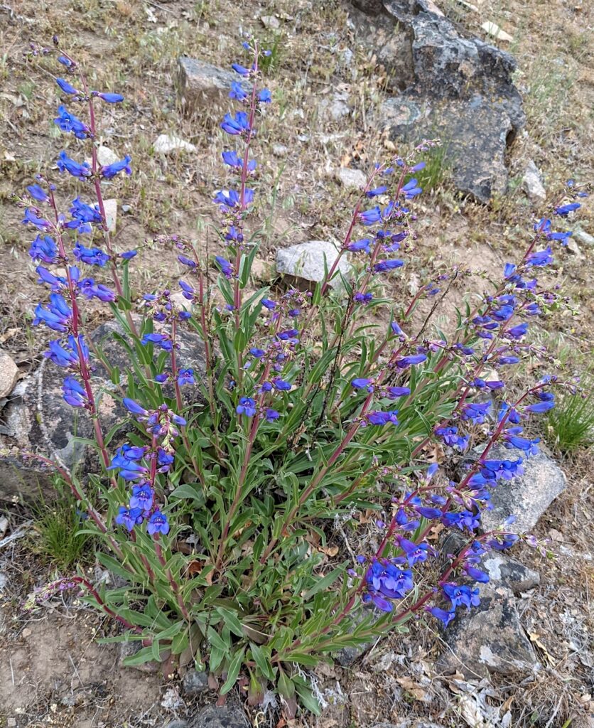 Penstemon speciosus - royal penstemon