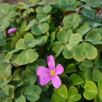 Oxalis oregana ‘American Beauty’