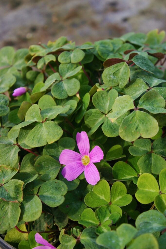 Oxalis oregana 'American Beauty' - redwood sorrel