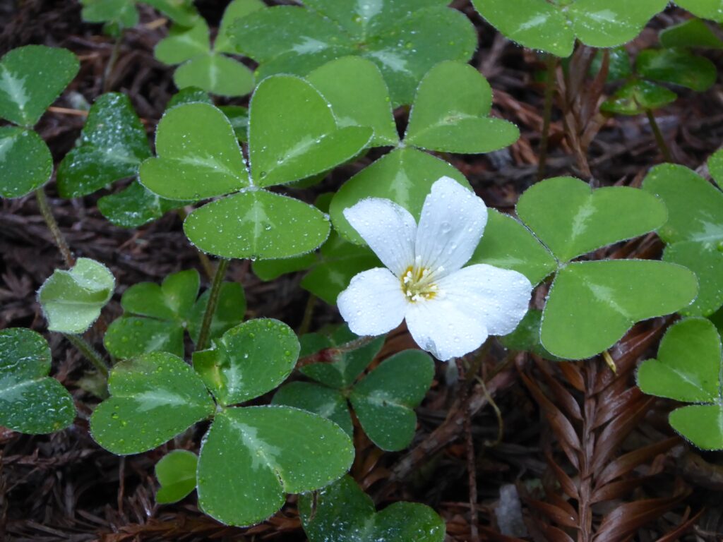 Oxalis oregana 'Freezeout White' - white redwood sorrel