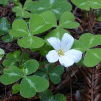 Oxalis oregana ‘Freezeout White’