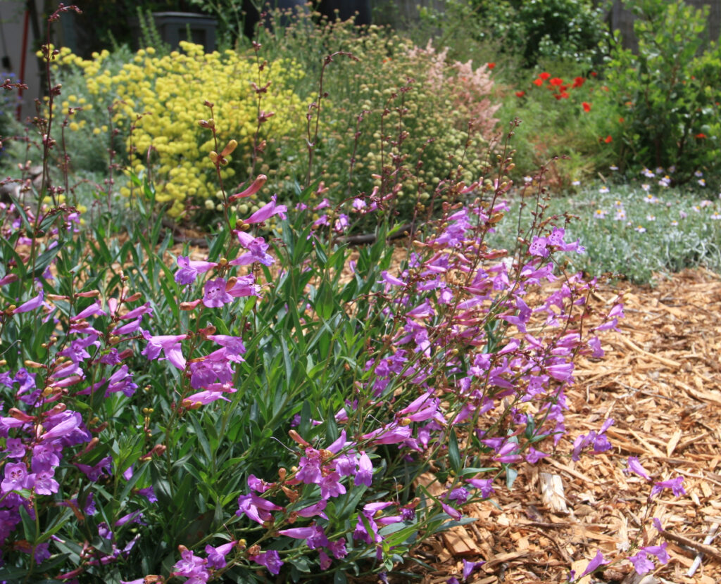 Penstemon azureus - azure penstemon