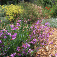 Penstemon azureus