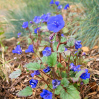 Phacelia campanularia - desert bluebells