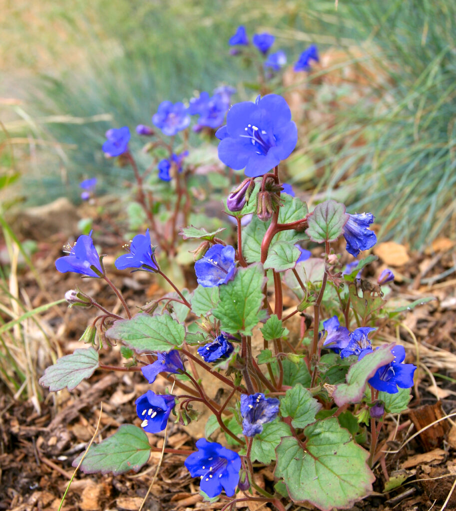 Phacelia campanularia - desert bluebells