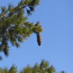Pinus lambertiana - sugar pine