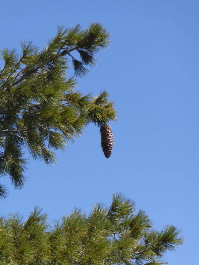 Pinus lambertiana - sugar pine