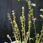 Pectiantia ovalis - coastal miterwort