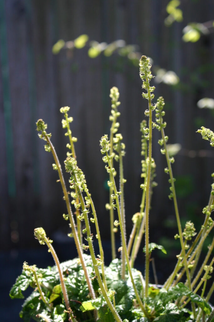 Pectiantia ovalis - coastal miterwort