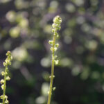 Pectiantia ovalis - coastal miterwort