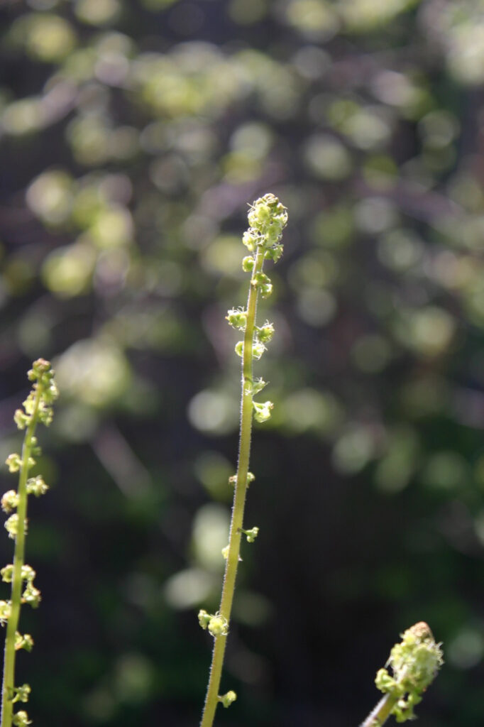 Pectiantia ovalis - coastal miterwort