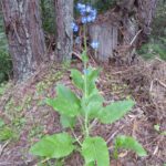 Adelinia (Cynoglossum) grandis - Pacific hound's tongue