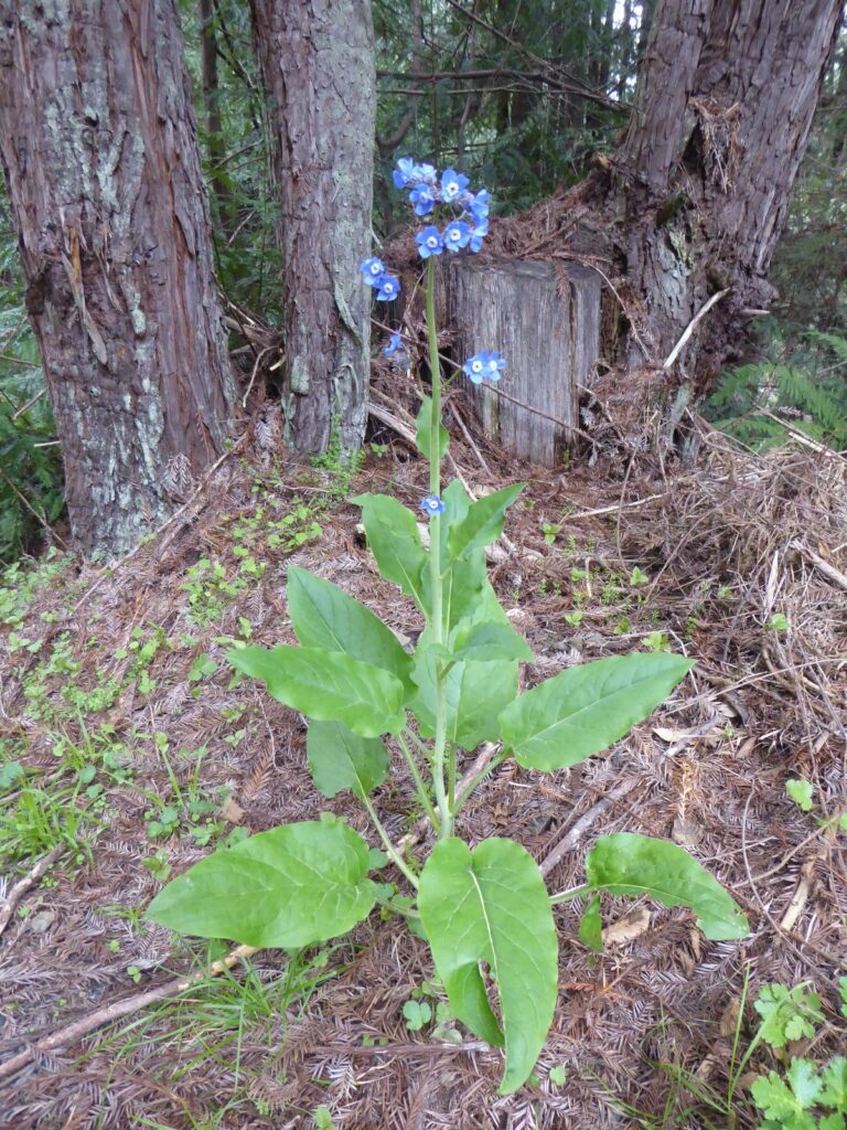 Adelinia (Cynoglossum) grandis - Pacific hound's tongue