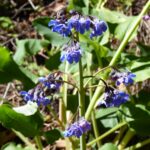 Adelinia (Cynoglossum) grandis - Pacific hound's tongue