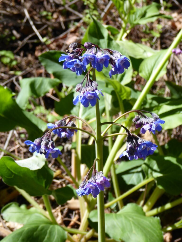 Adelinia (Cynoglossum) grandis - Pacific hound's tongue