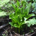 Veratrum fimbriatum - fringed cornlily
