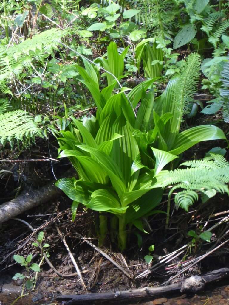 Veratrum fimbriatum - fringed cornlily