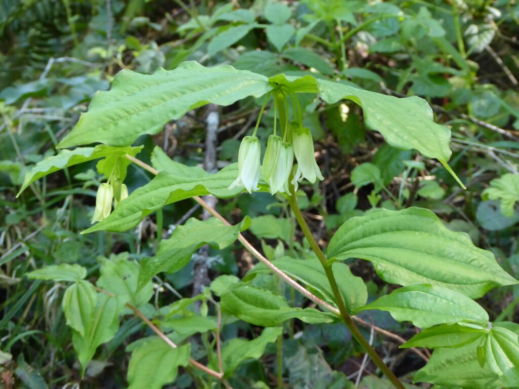 Prosartes (Disporum) smithii - largeflower fairybells
