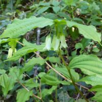 Prosartes (Disporum) smithii