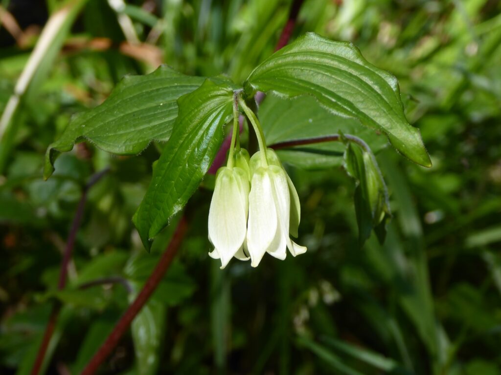 Prosartes (Disporum) smithii - largeflower fairybells