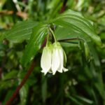Prosartes (Disporum) smithii - largeflower fairybells