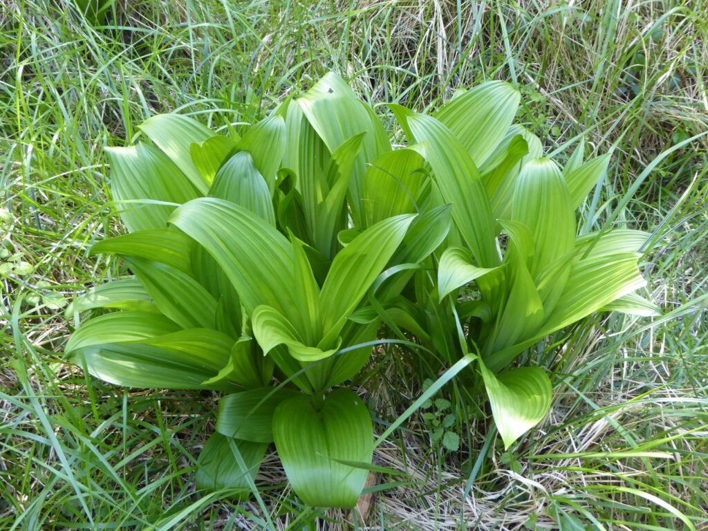 Veratrum fimbriatum - fringed cornlily