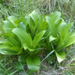 Veratrum fimbriatum - fringed cornlily