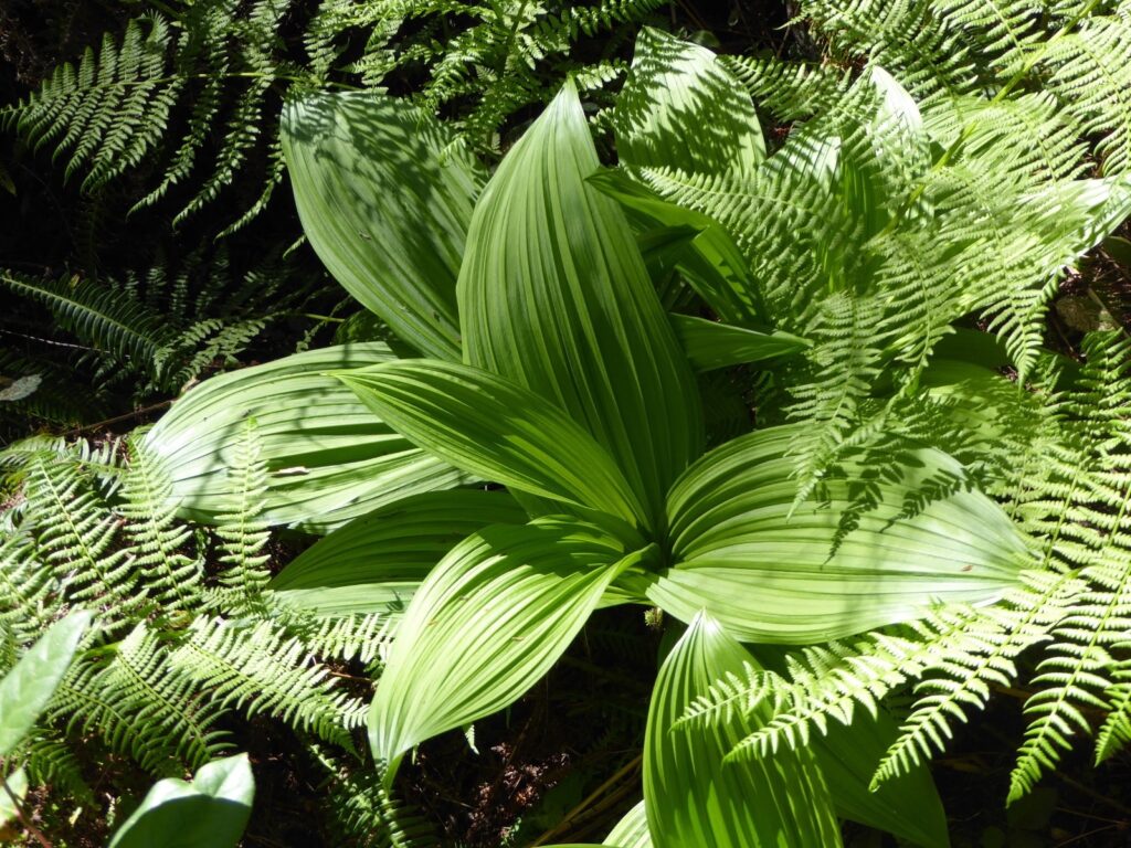 Veratrum fimbriatum - fringed cornlily