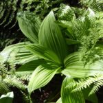 Veratrum fimbriatum - fringed cornlily
