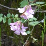 Lathyrus vestitus - hillside pea, Pacific pea