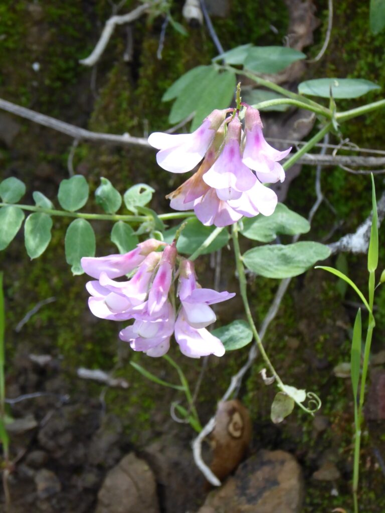 Lathyrus vestitus - hillside pea, Pacific pea
