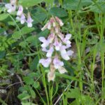 Lathyrus vestitus - hillside pea, Pacific pea