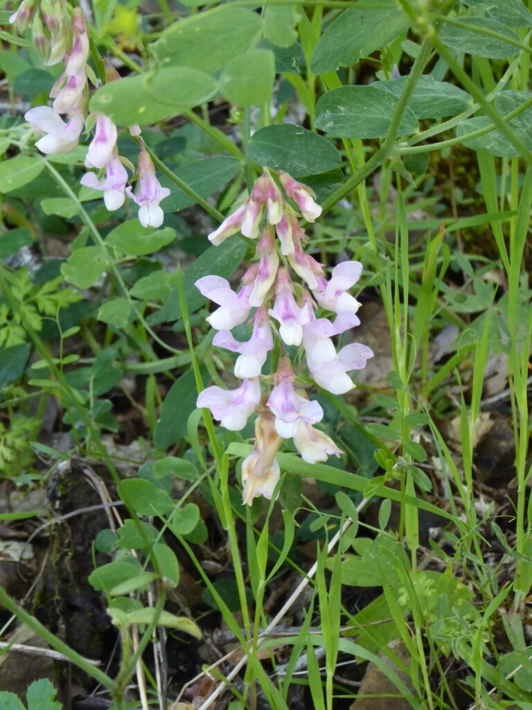 Lathyrus vestitus - hillside pea, Pacific pea
