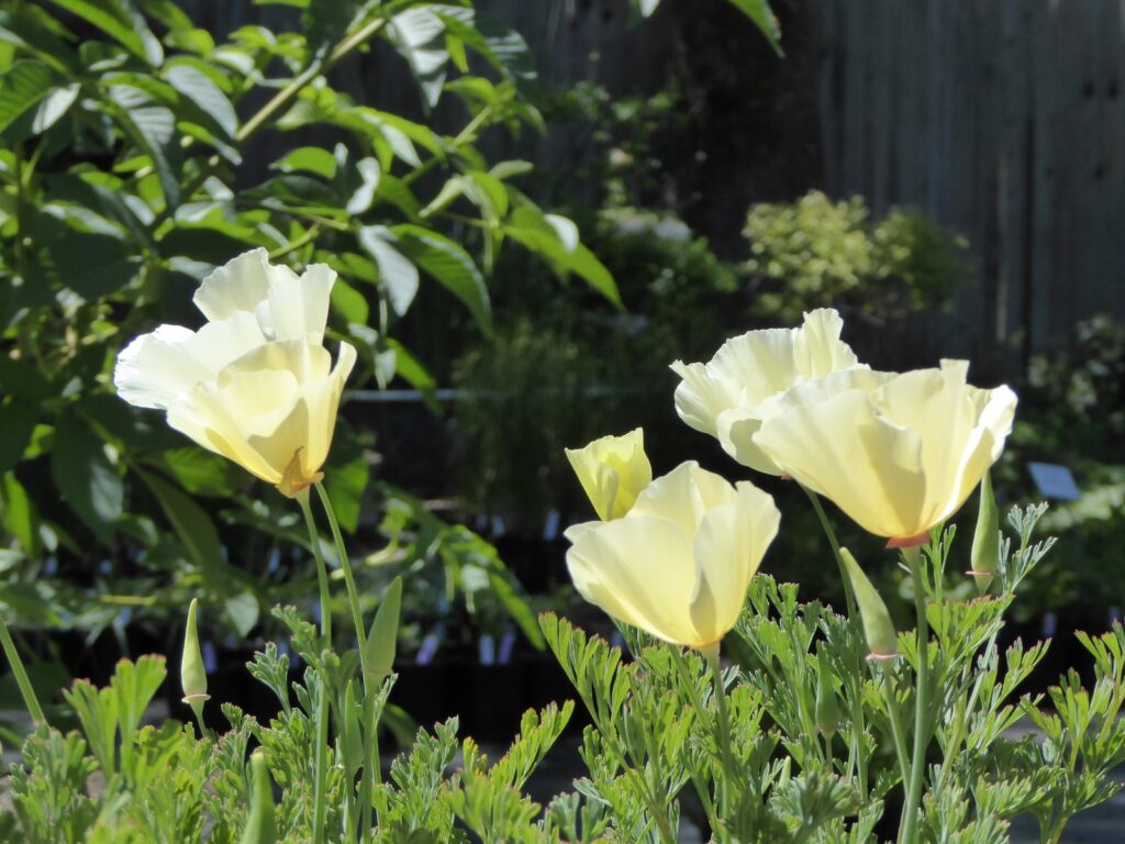 Eschscholzia californica - cream colored flowers - cream colored California poppy