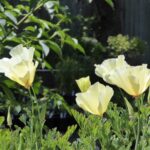 Eschscholzia californica - cream colored flowers - cream colored California poppy