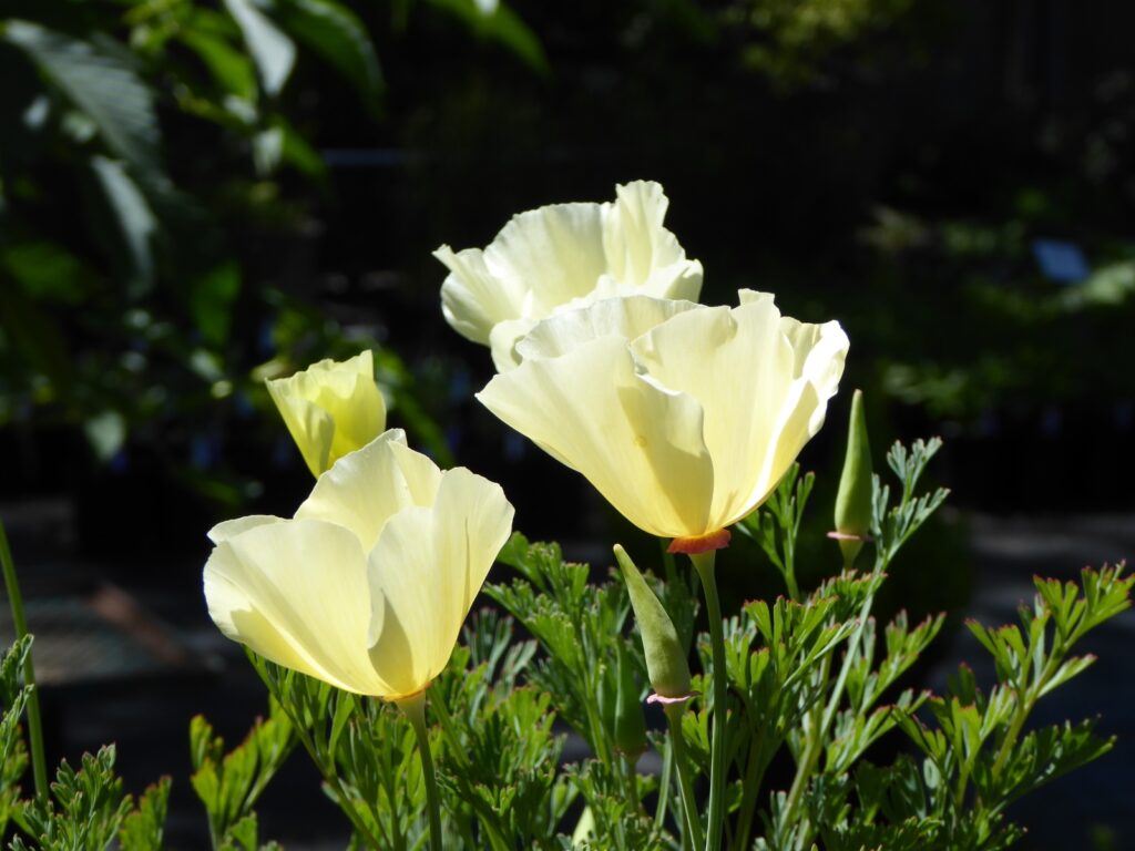 Eschscholzia californica - cream colored flowers - cream colored California poppy